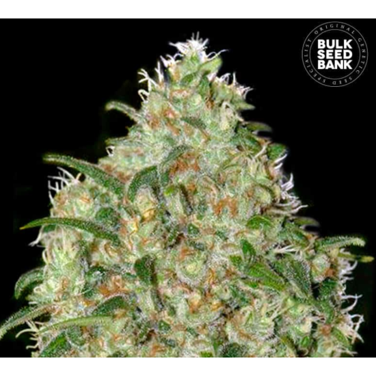 AMNESIA PLATINUM